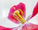 Wilting Tulip_P1240568-70